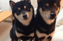 开云体育官网-2026世界杯焦点战，安哥拉硬仗取胜法国，非洲雄狮撕碎卫冕冠军神话