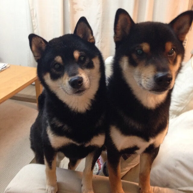 2026世界杯焦点战，安哥拉硬仗取胜法国，非洲雄狮撕碎卫冕冠军神话